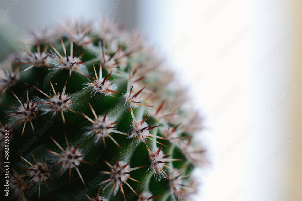 Home cactus in autumn closeup. Shallow depth of field Home cactus in autumn closeup. Shallow depth of field