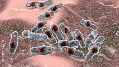 Spore-forming bacteria Clostridium photo