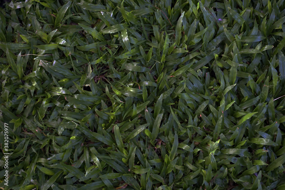 photo lawn , grass , meadow texture brackground in dark from thailand photo lawn , grass , meadow texture brackground in dark from thailand