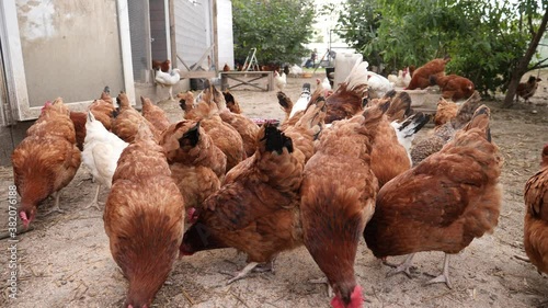 Chickens peck food - poultry on the farm of grandparents countryside