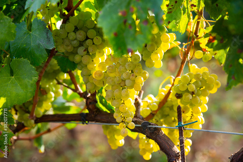 Juicy white grapes growing on vine in vinery, new harvest of wine grape