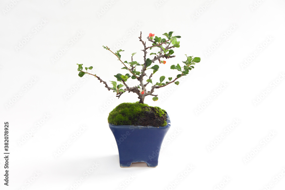 Small Bonsai Tree. Potted Plant. Japanese Quince Small Bonsai Tree. Potted Plant. Japanese Quince