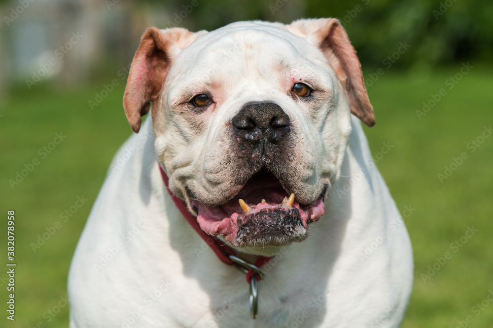 Old White coat American Bulldog dog portrait outside Old White coat American Bulldog dog portrait outside