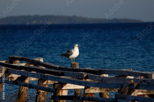 A seagull on the sea illuminated by the sun