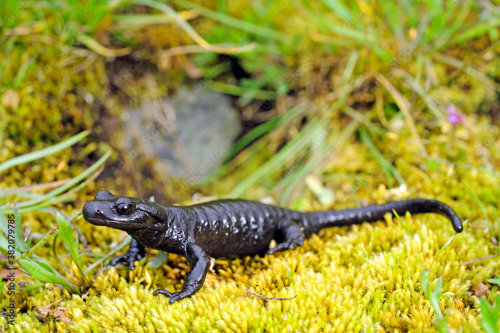 Lanzas Alpensalamander (Salamandra lanzai) Lanza's alpine salamander