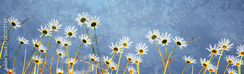 panoramic blue background and daisy photo