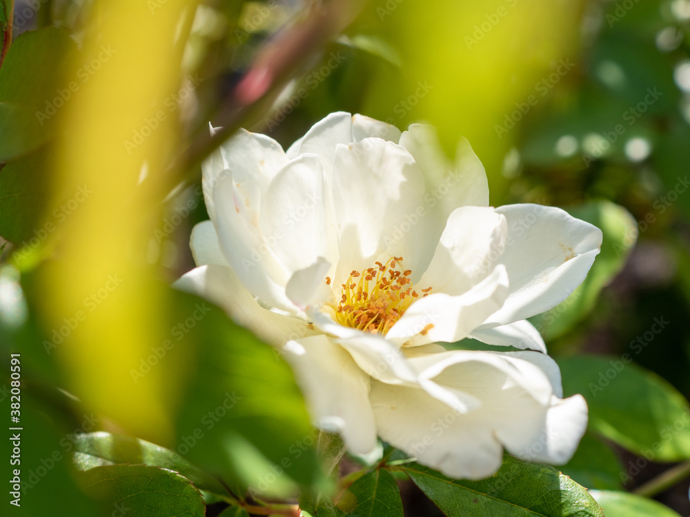 close up of a white rose flower close up of a white rose flower