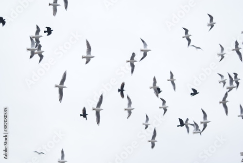 Ptaki  © wiertek