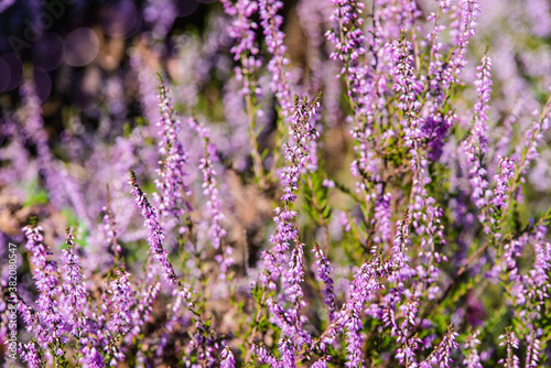 common heather in bloom in the forest