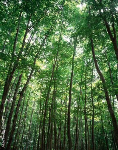新緑のブナ林 美人林 © Paylessimages