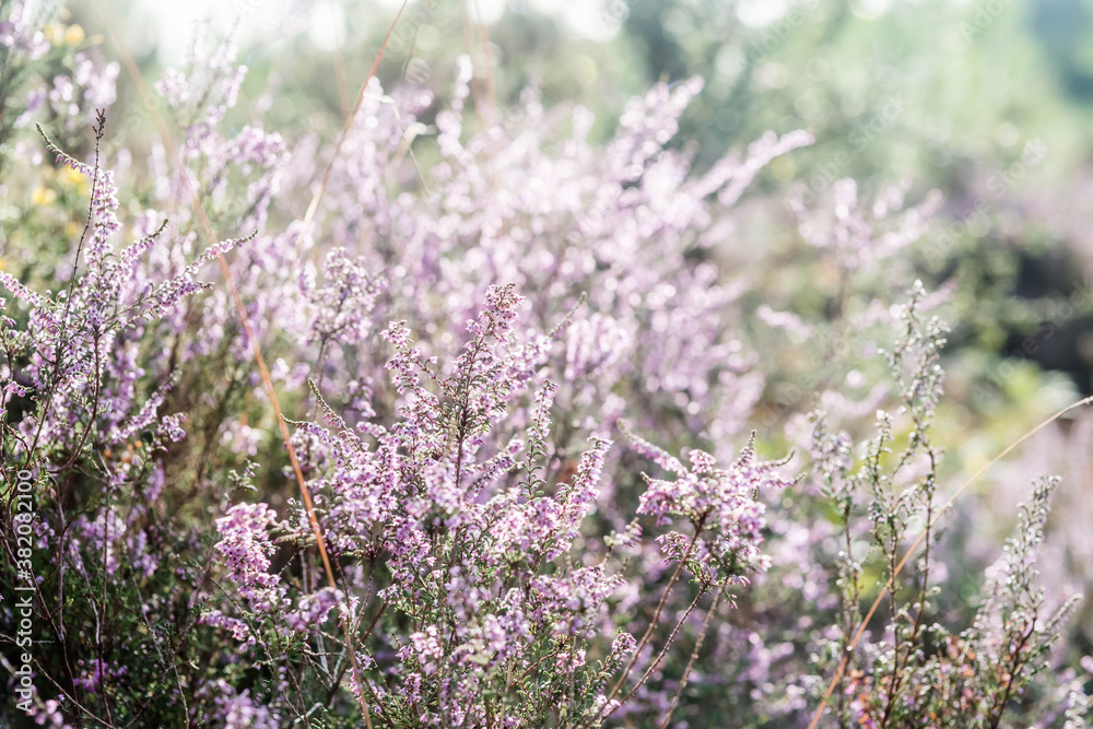 Obraz premium common heather in bloom in the forest