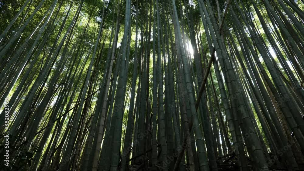 Sunlight streaming through the bamboo forest Sunlight streaming through the bamboo forest