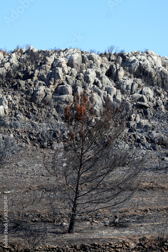 Burnt Tree after a forest fire on the Turkish Aegean coast