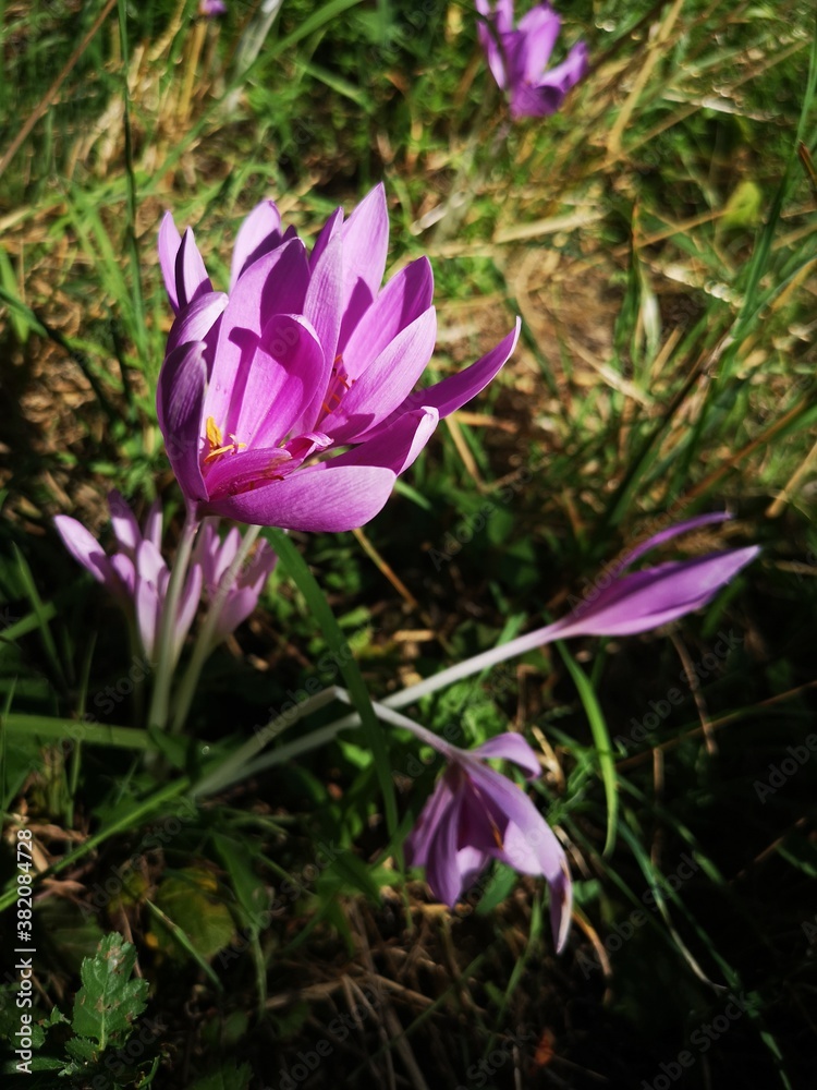 Herbstzeitlose, gifitig, Liliengewächs, Natur, Blume beim Spaziergang