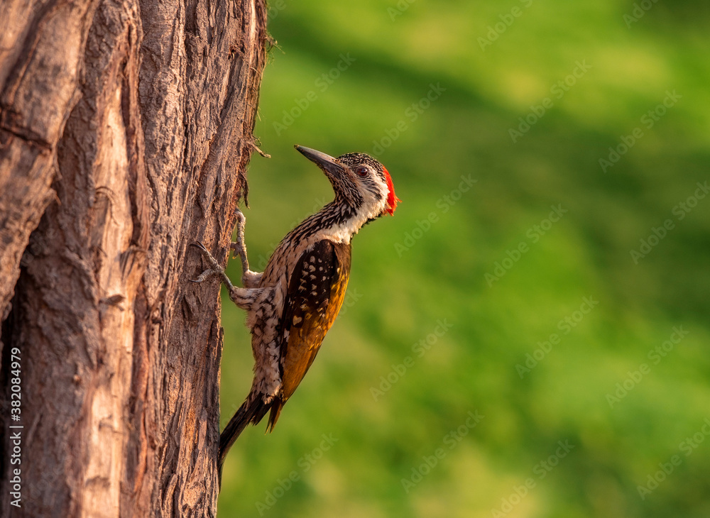 Fototapeta premium side pose of a bird inblur background, The black-rumped flameback, also known as the lesser golden-backed woodpecker or lesser goldenback, is a woodpecker found in asia It is one of the few woodpecker