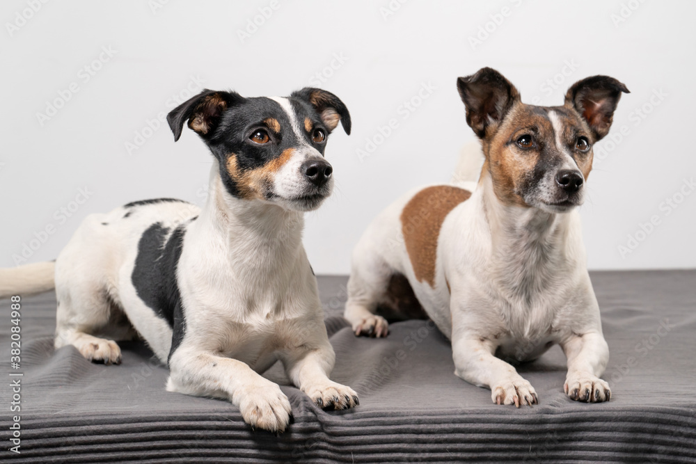 Two cheerful Jack Russell Terriers posing in a studio, in full length, on a gray blanket, copy space
