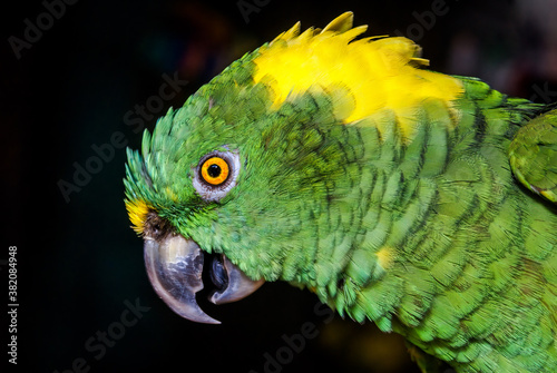 Yellow-naped Parrot (Amazona auropalliata) in aviary, Nicaragua photo