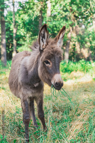 young donkey eating grass in the forest © Виктор Осипенко