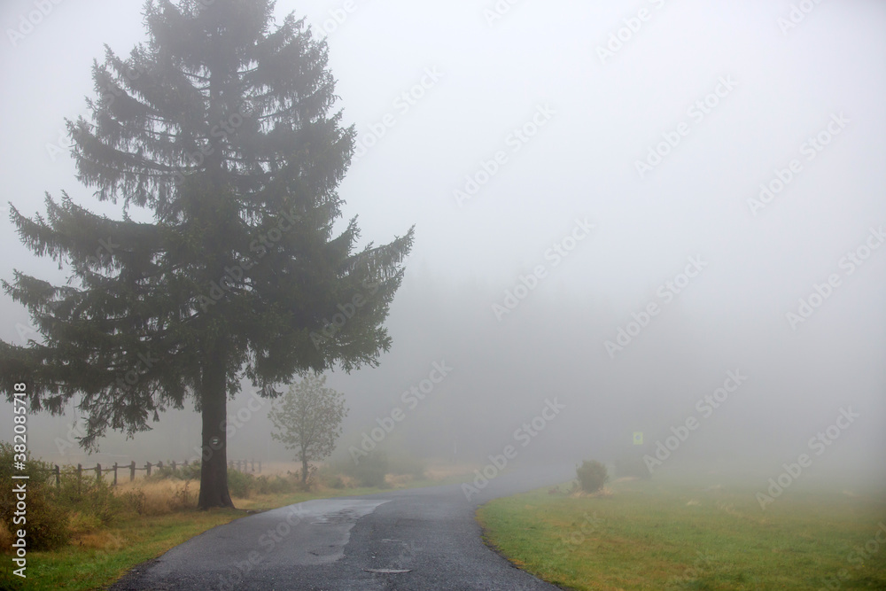Foggy landscape with big tree on a side of the road, autumn day with rain Foggy landscape with big tree on a side of the road, autumn day with rain