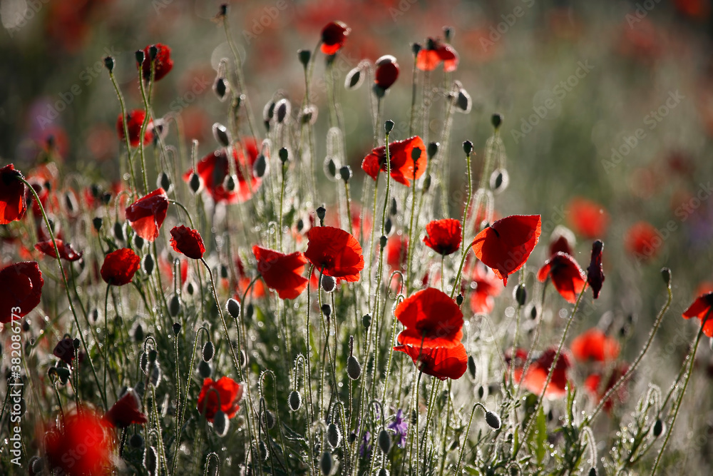 Obraz premium Poppy flowers in spring, may