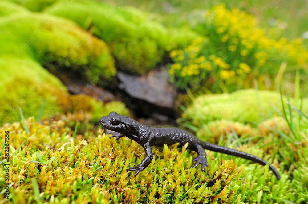 Lanzas Alpensalamander (Salamandra lanzai) Lanza's alpine salamander