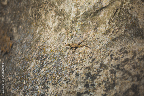 Small lizard sitting on a rock