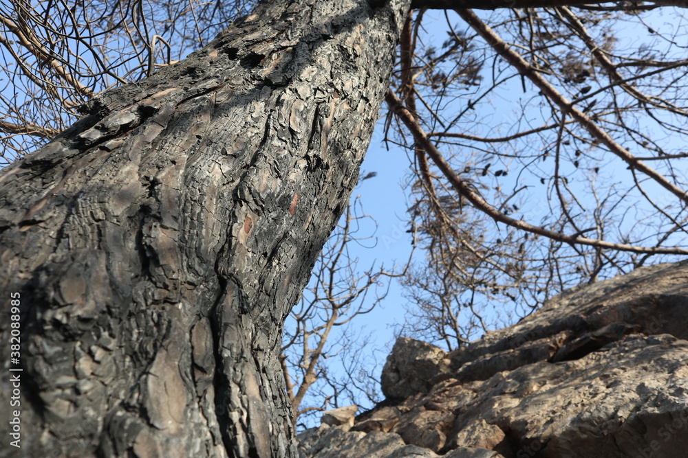 Burnt Tree after a forest fire on the Turkish Aegean coast