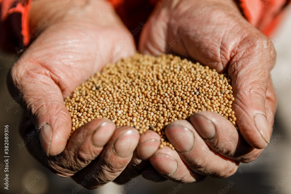 tiny mustard seeds in the farmer's hand. tiny mustard seeds in the farmer's hand.