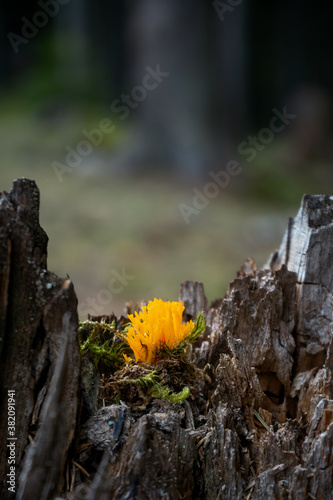 Vertical shot of a dandelion on a piece of wood