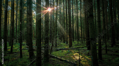 sun rays through forest © Heiko