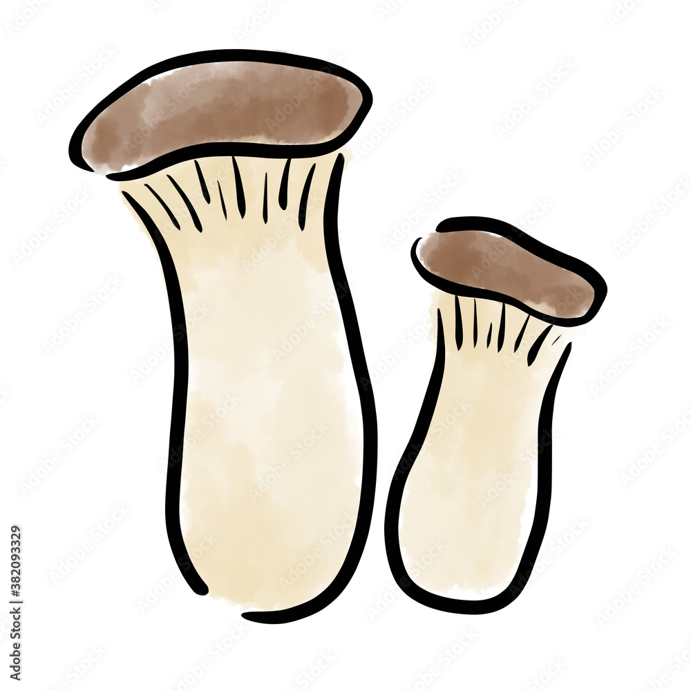 エリンギ きのこ 野菜 水彩 手書き 素材 Stock Illustration Adobe Stock