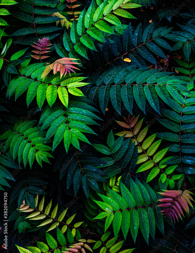 Fototapeta Colorful fern leaves on black background