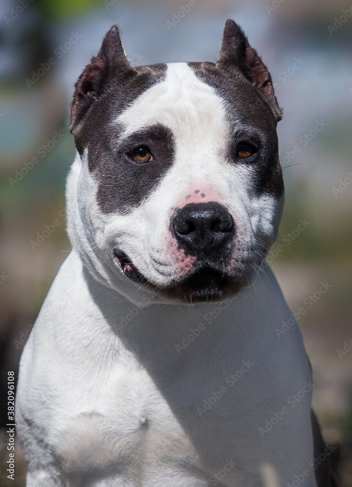 face of the dog of the Stafforshire Terrier breed