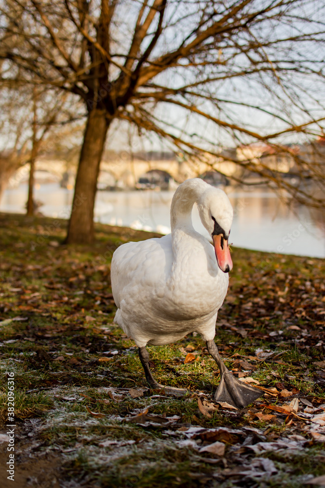 Obraz premium Swan on the banks of the Vlatva river