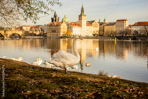 Swan on the banks of the Vlatva river photo