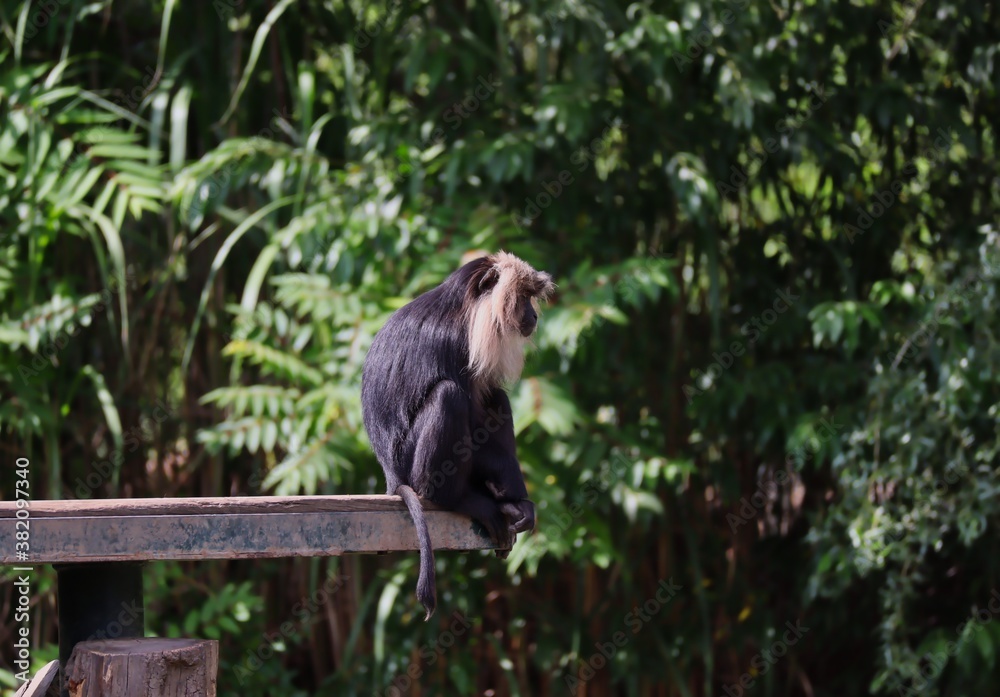 Obraz premium Macaque with Black Hair and Silver-White Mane Sits on the Edge of Wood in Zoo. Lion-Tailed Macaque (Macaca Silenus), or the Wanderoo, is an Old World Monkey. 