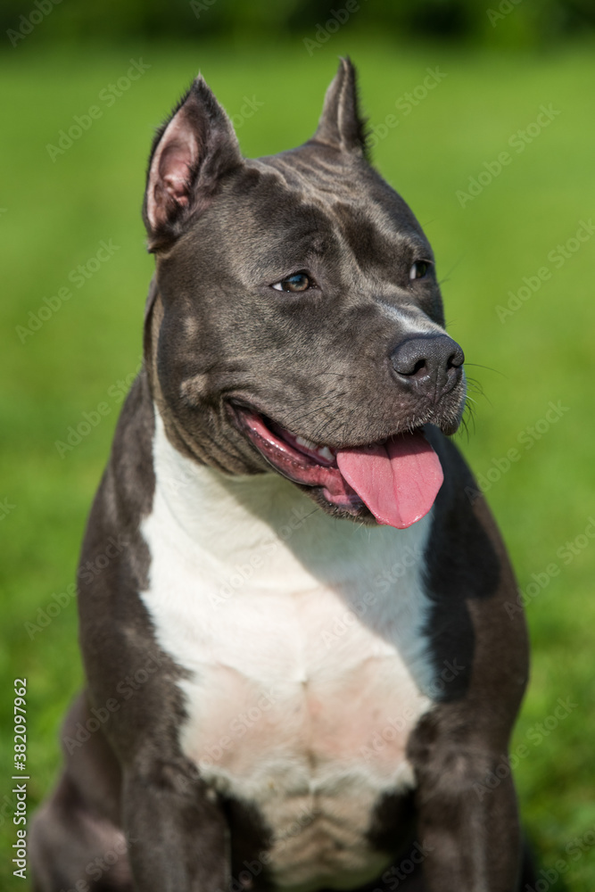 cute Blue hair American Staffordshire Terrier dog