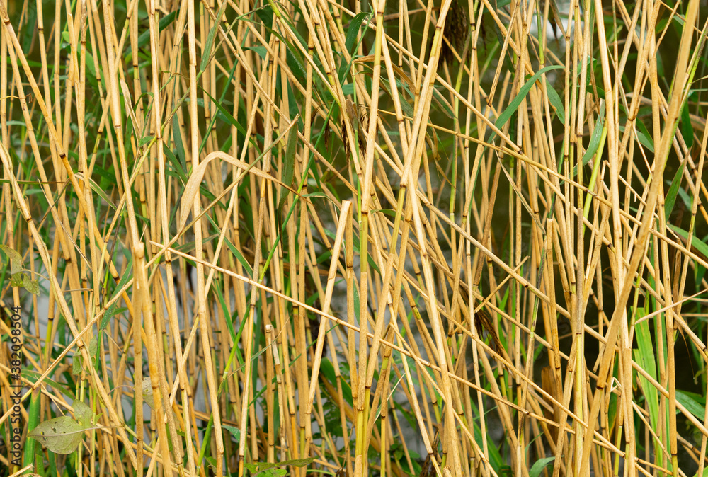 Thin tall grass top view texture graphic design template Thin tall grass top view texture graphic design template