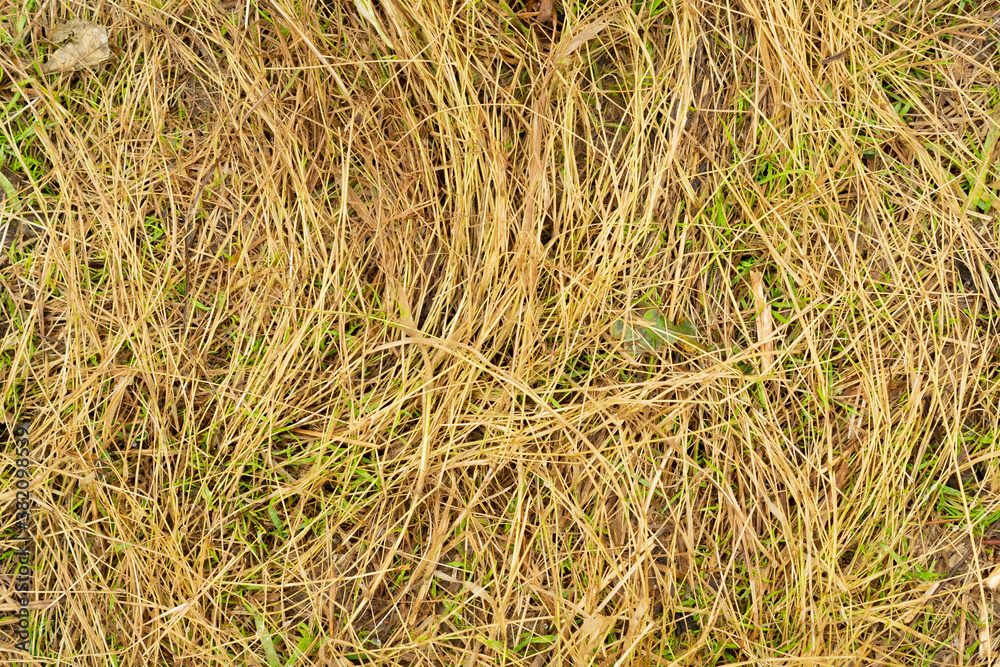 Fototapeta premium Trampled brown tall grass top view texture graphic design template