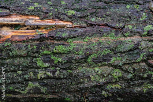 Dark wet tree bark with wood exposed covered in green moss lichen spots