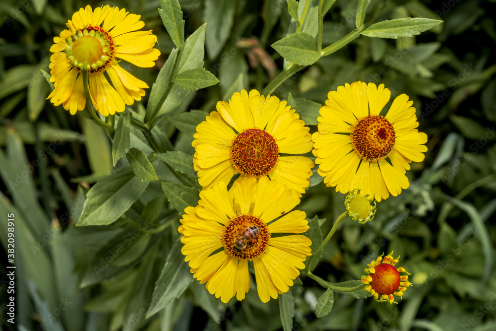 Obraz premium Common Sneezeweed (Helenium autumnale) in garden