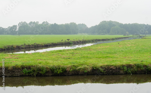 Fototapeta Naklejka Na Ścianę i Meble -  Dutch farm landscape green fields with river on gray rainy day