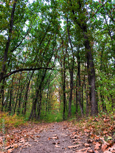 Low angle view on forest path leading through the woods in autumn 