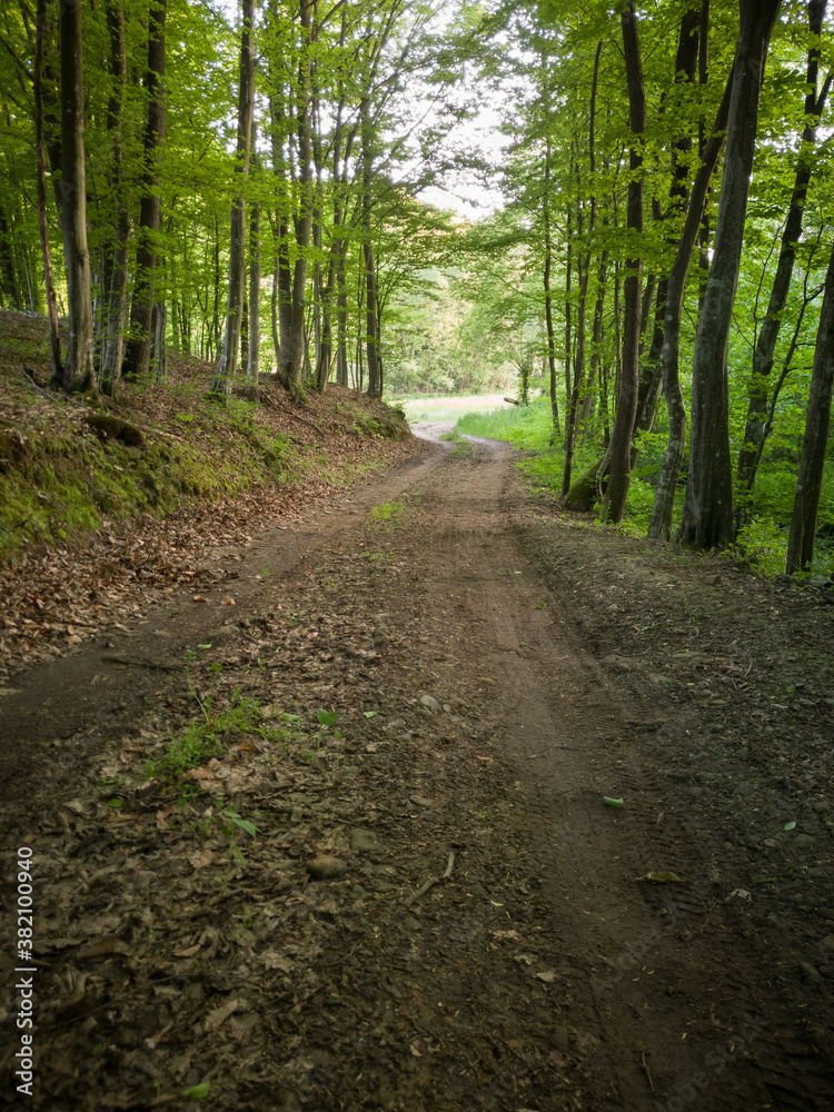Obraz premium A dirt road in a deciduous forest in the spring during the day.
