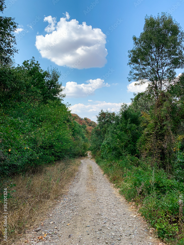 Countryside gravel road through the woods