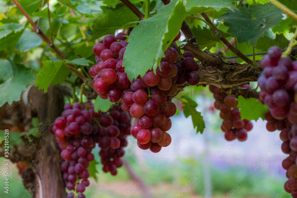 Grape Vine Grape Vine
