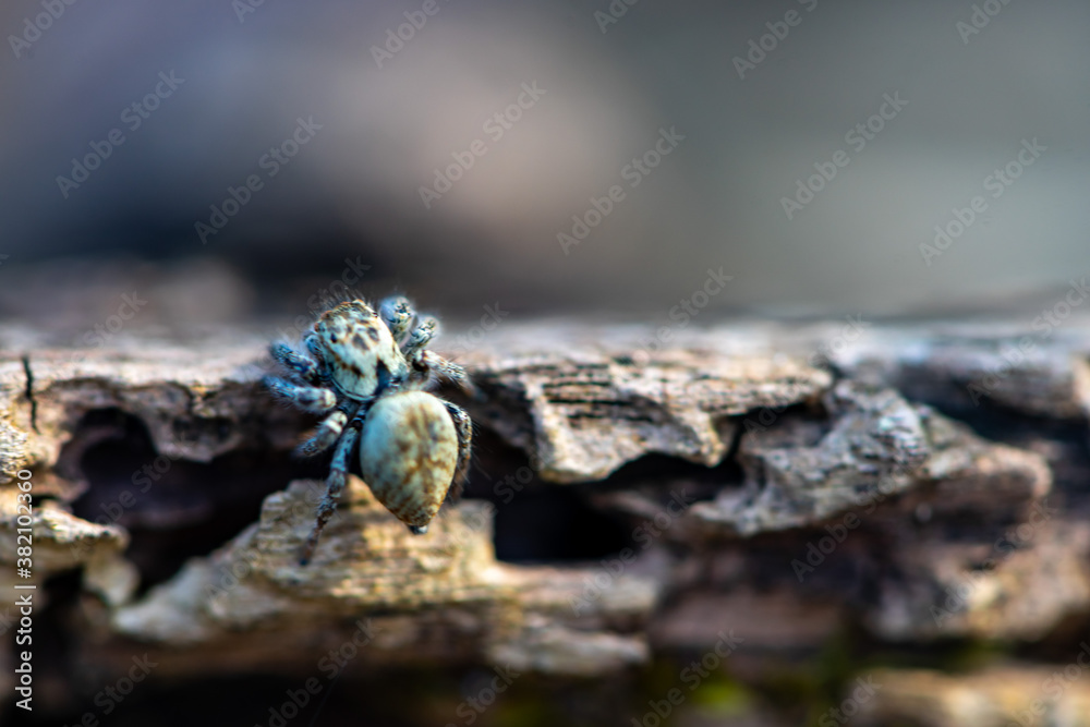 Close-up on a spider siting on a log, Shallow depth of field