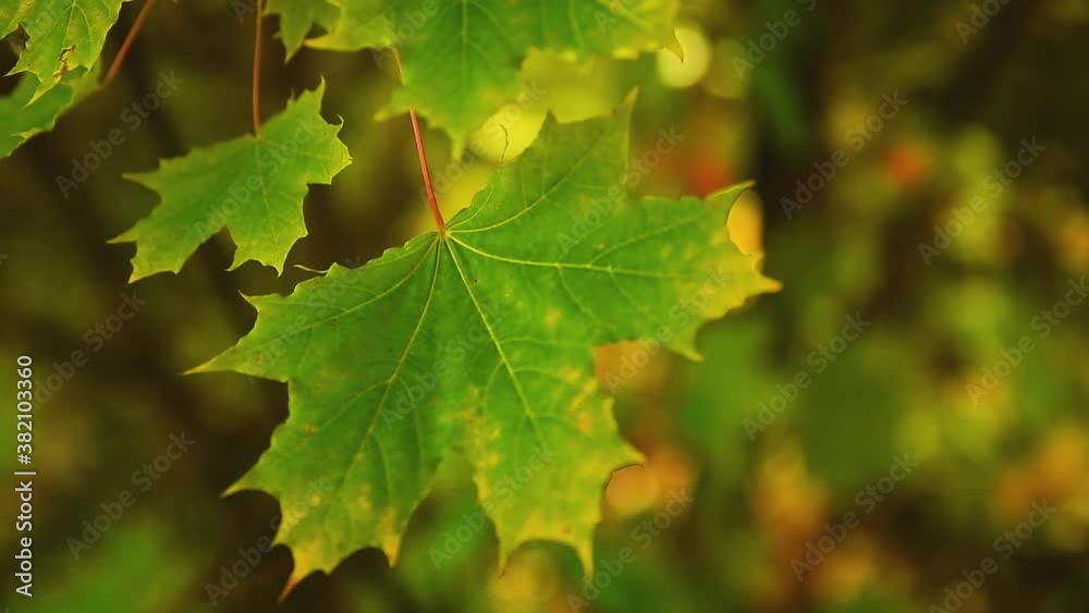Yellowed maple leaves sway in a gentle breeze close up Yellowed maple leaves sway in a gentle breeze close up