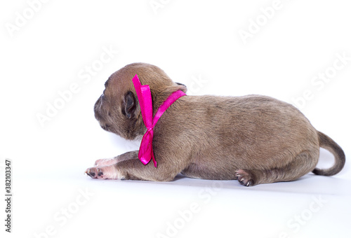 newborn puppy and pink ribbon on white background