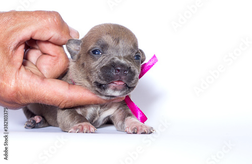 newborn puppy with pink ribbon on white background